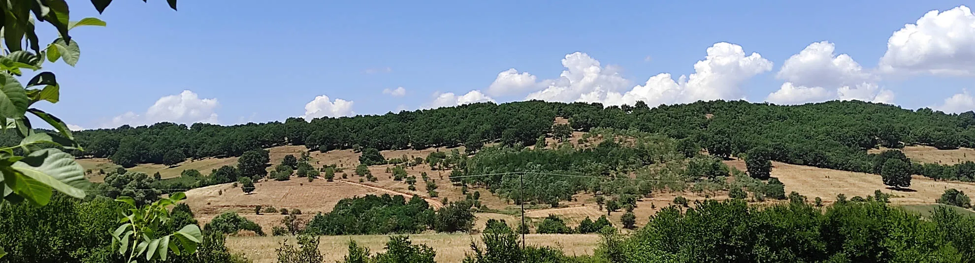 Οι μέλισσες παράγουν το μέλι